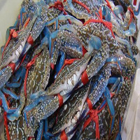 商洛海鲜活体空运
